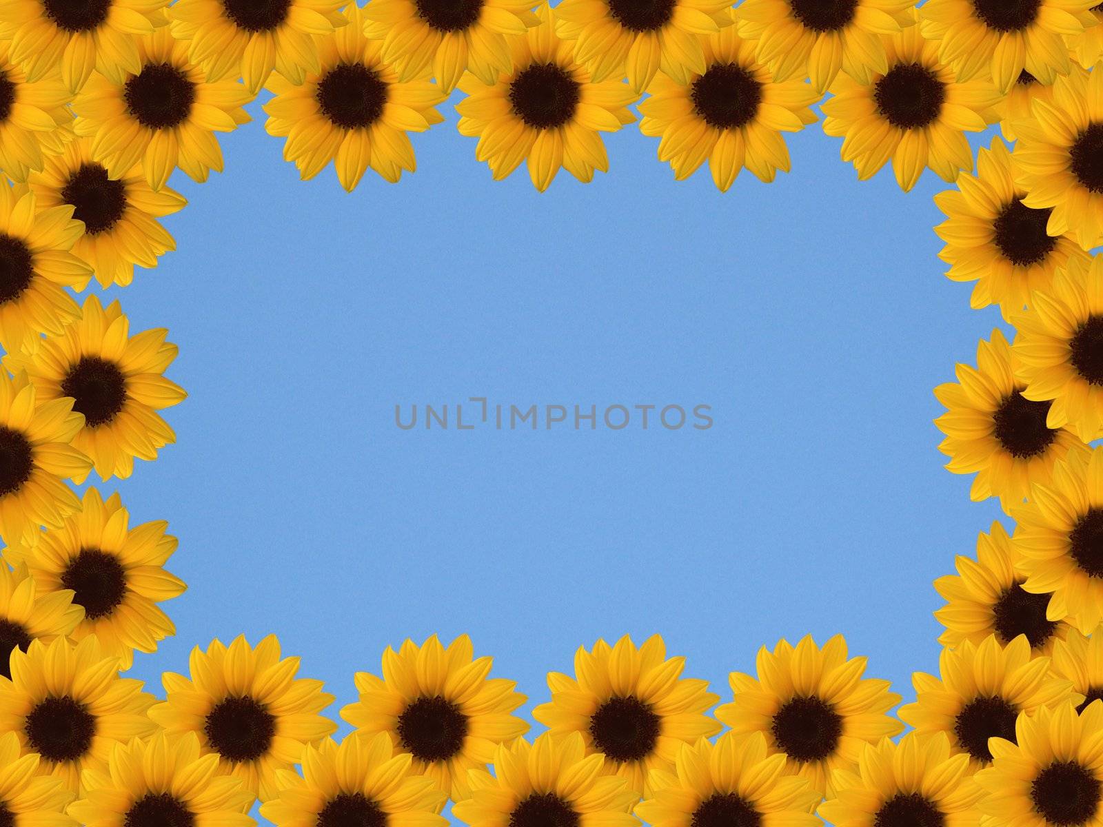 sunflowers frame