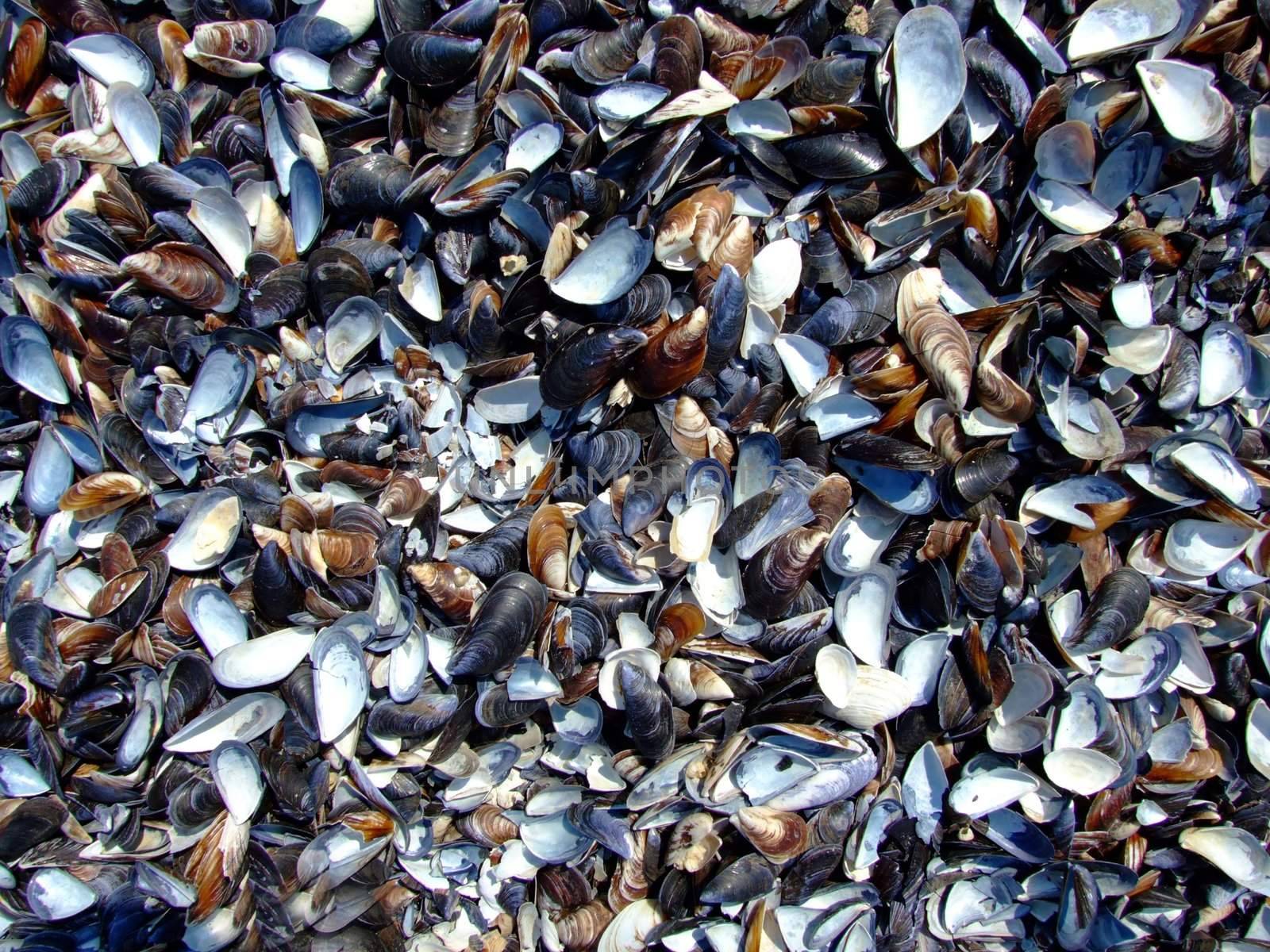 cockleshells on the beach of the Black Sea by acidgrey