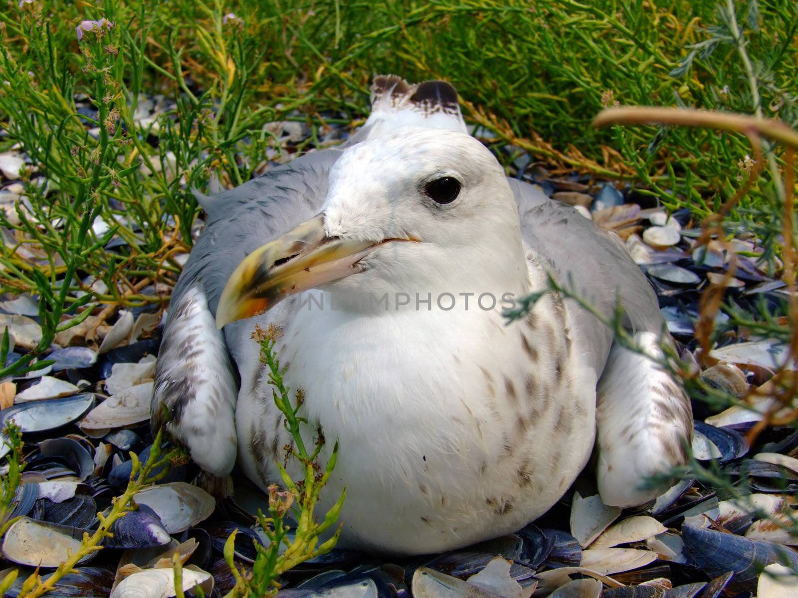 The seagull has a rest on a beach in seaweed by acidgrey