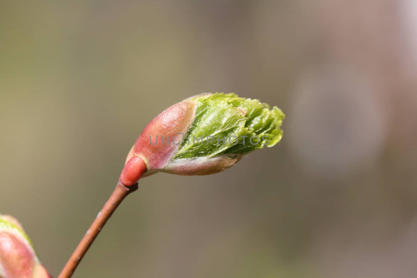 young green leaf of alder on abstract backgound