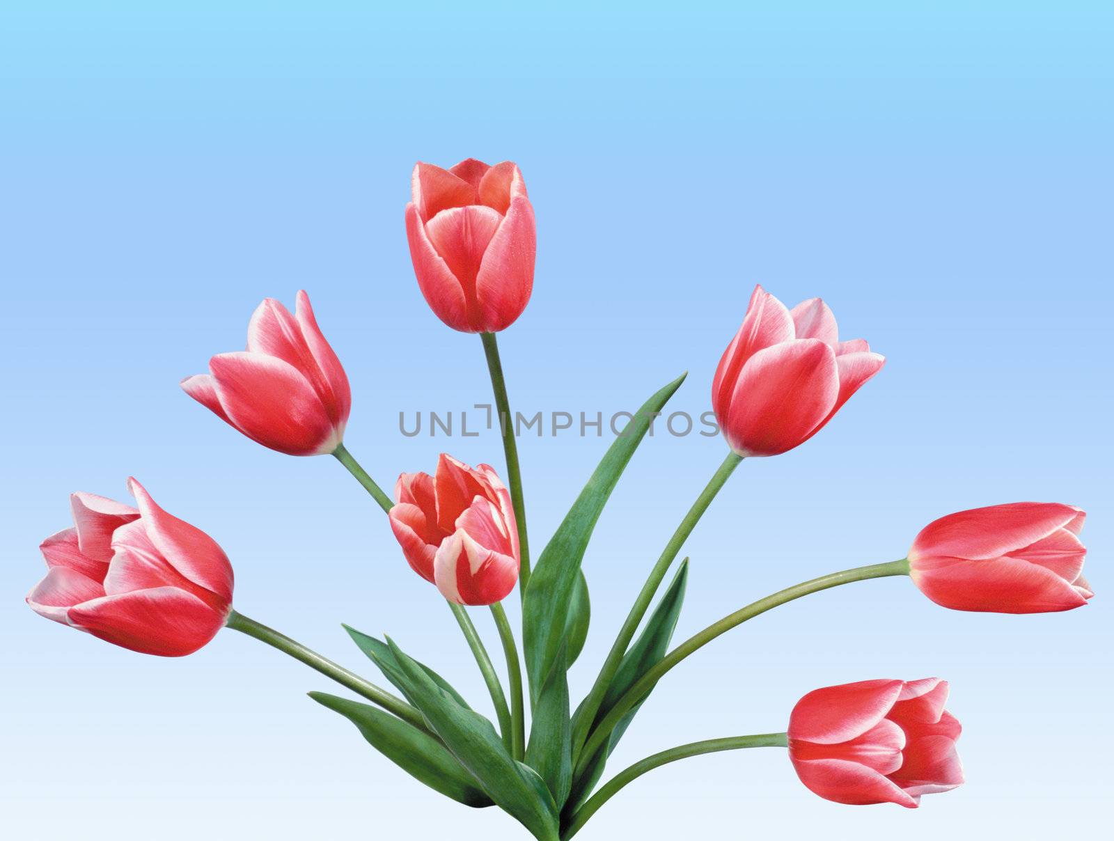 The red tulips over blue sky