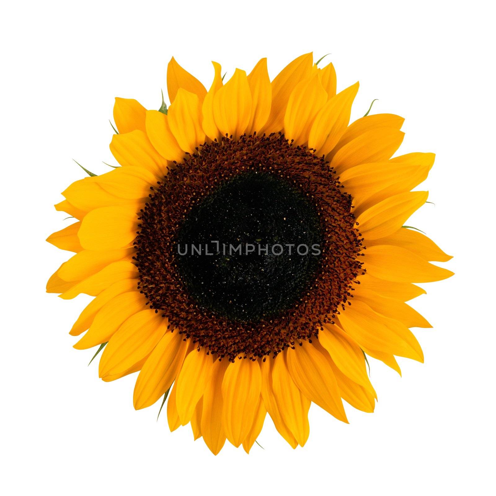 The isolated sunflower over white