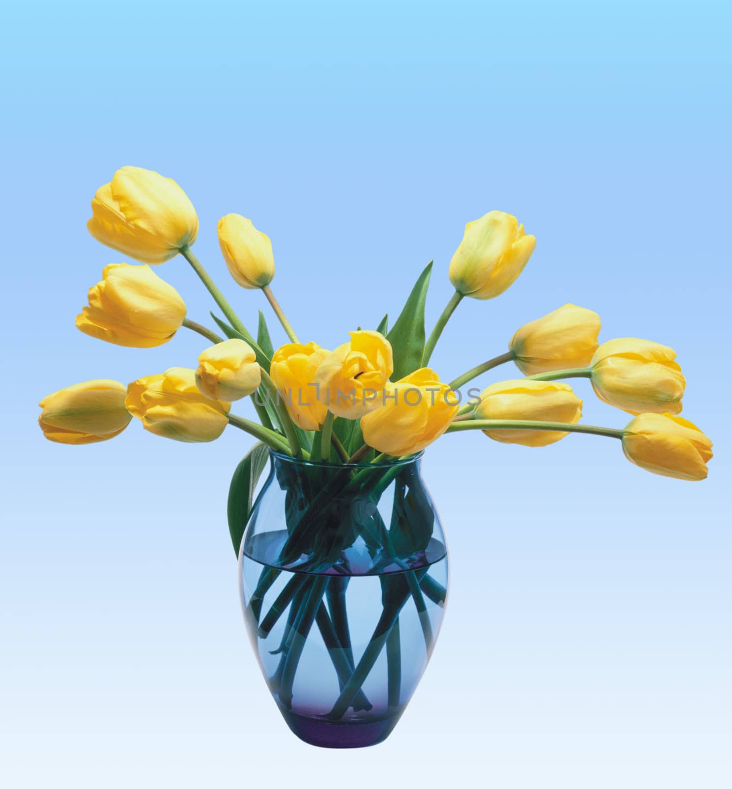 The yellow tulips over blue
