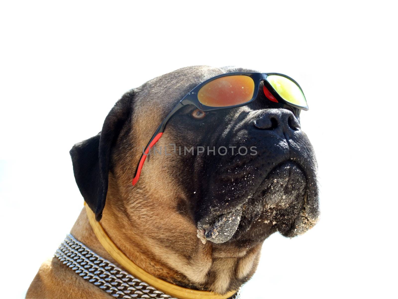 Portrait of the bulldog in sunglasses. Isolated.