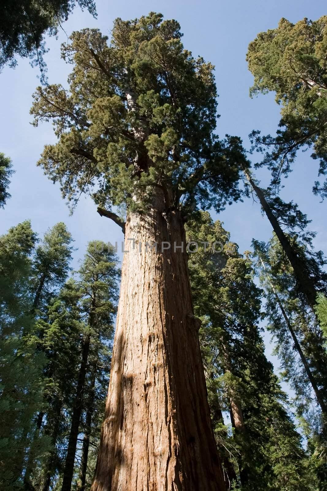 Sequoia National Park by melastmohican