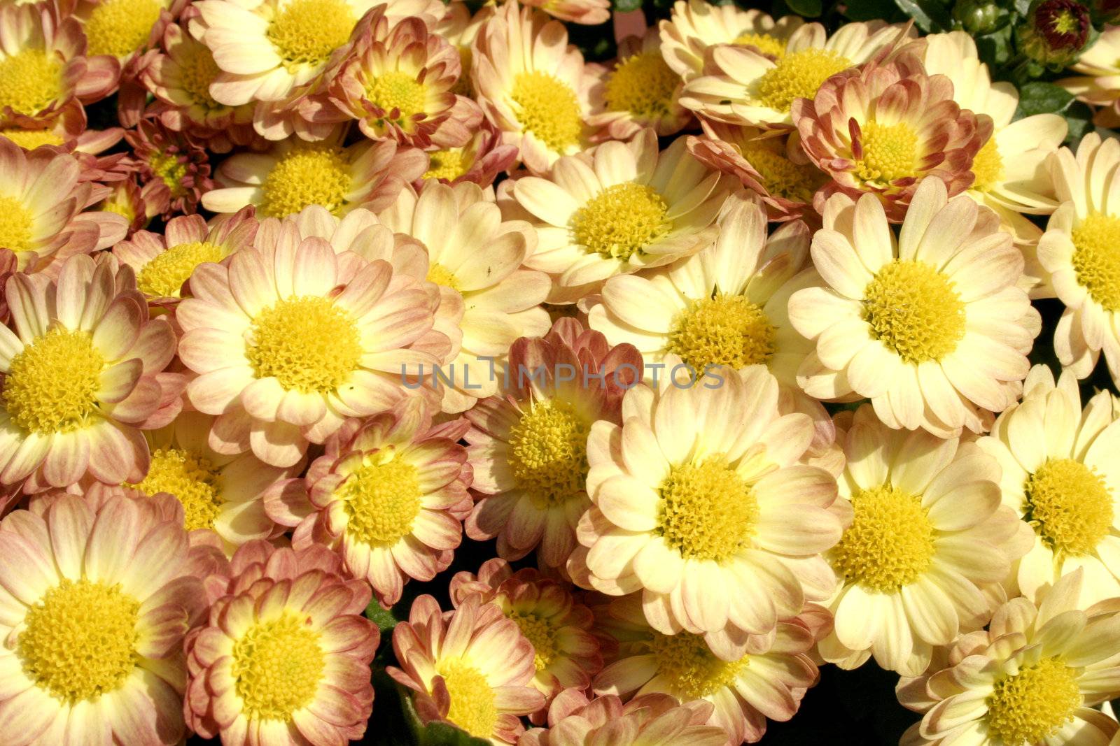 mini chrysanthemums background