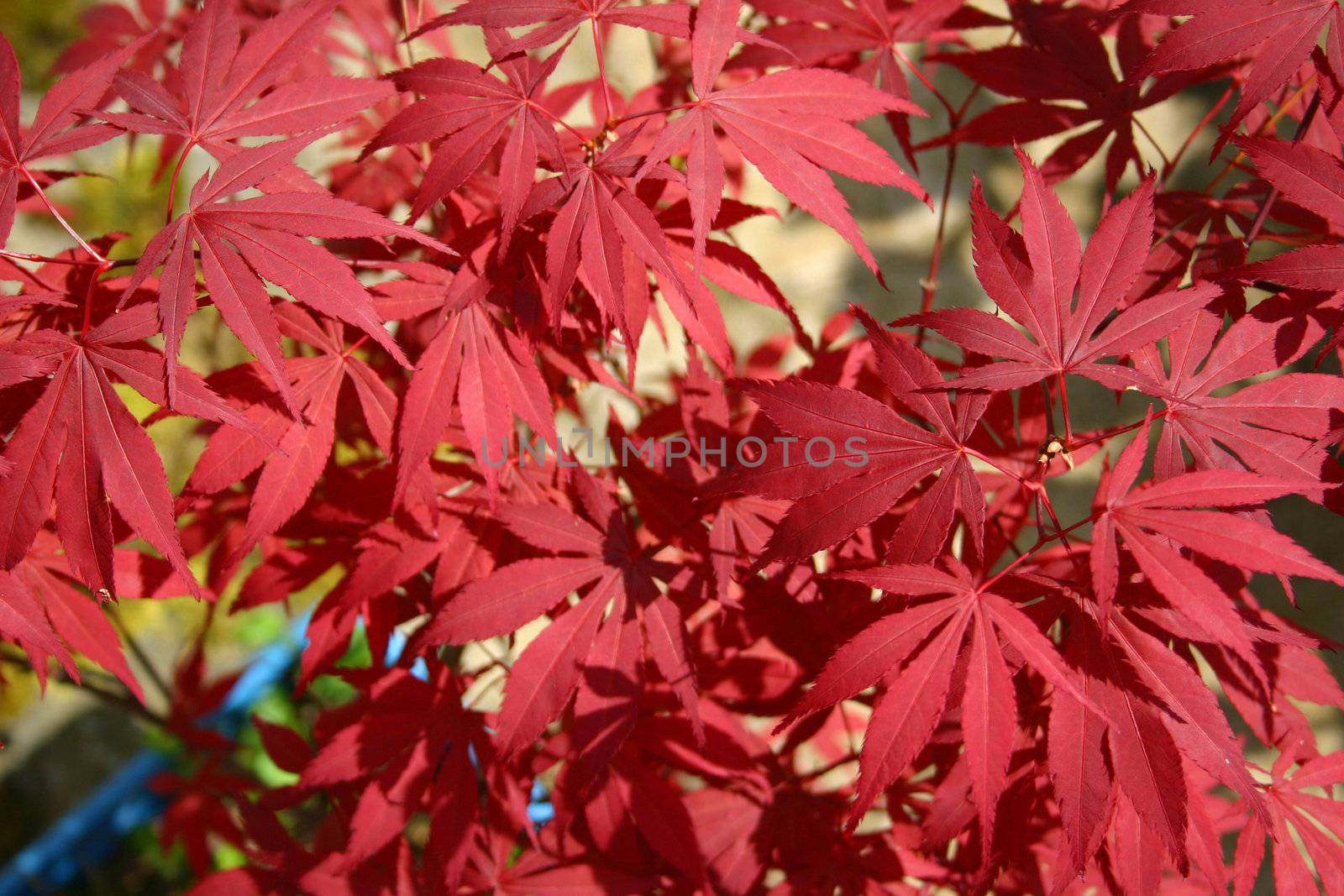 leaves of a japanese maple tree