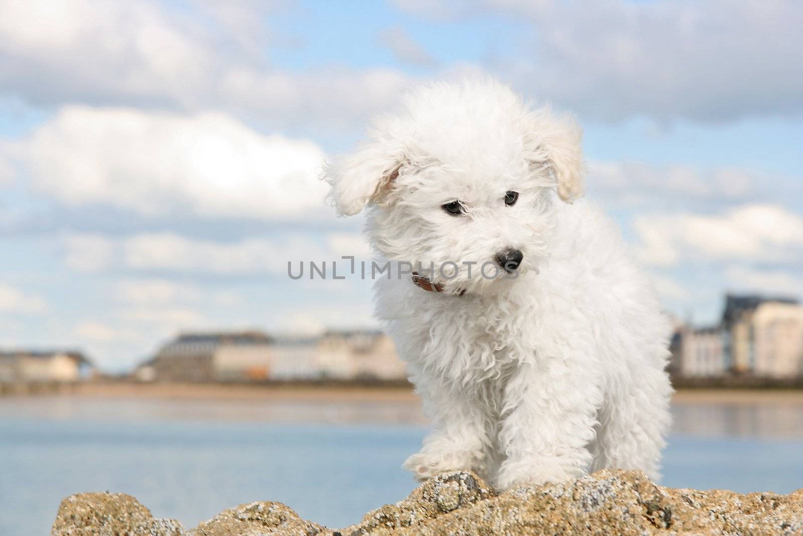 A cute bichon frise puppy at the sea