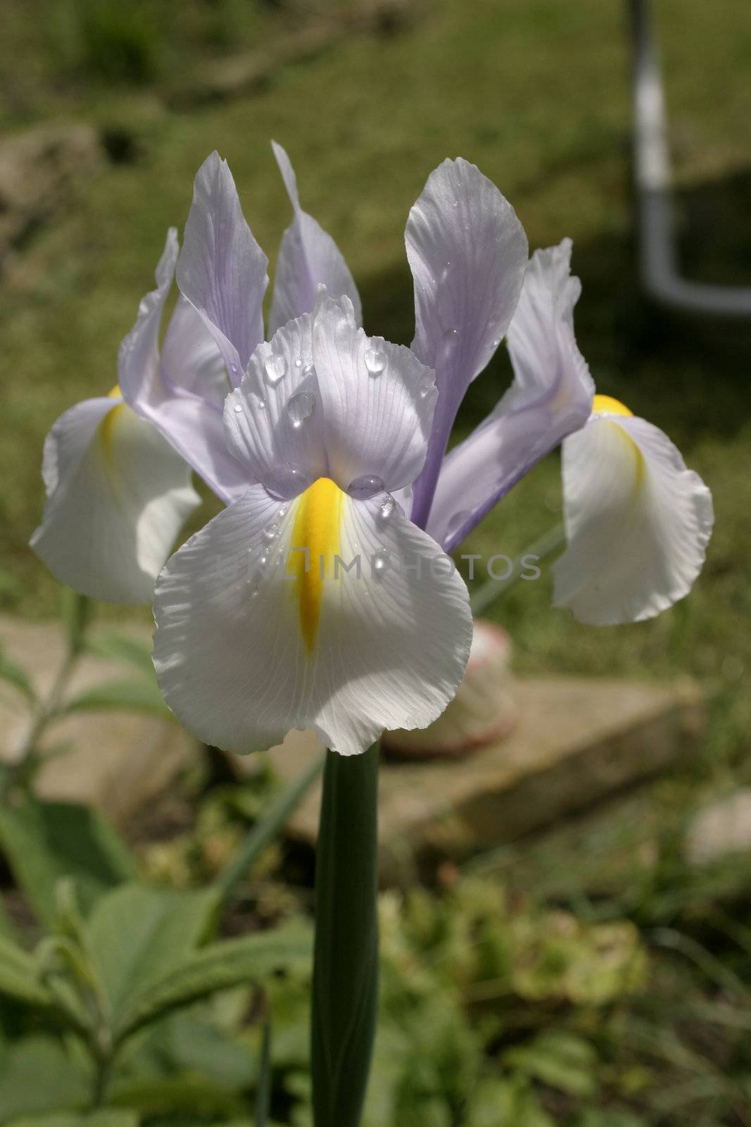 iris after the rain by leafy
