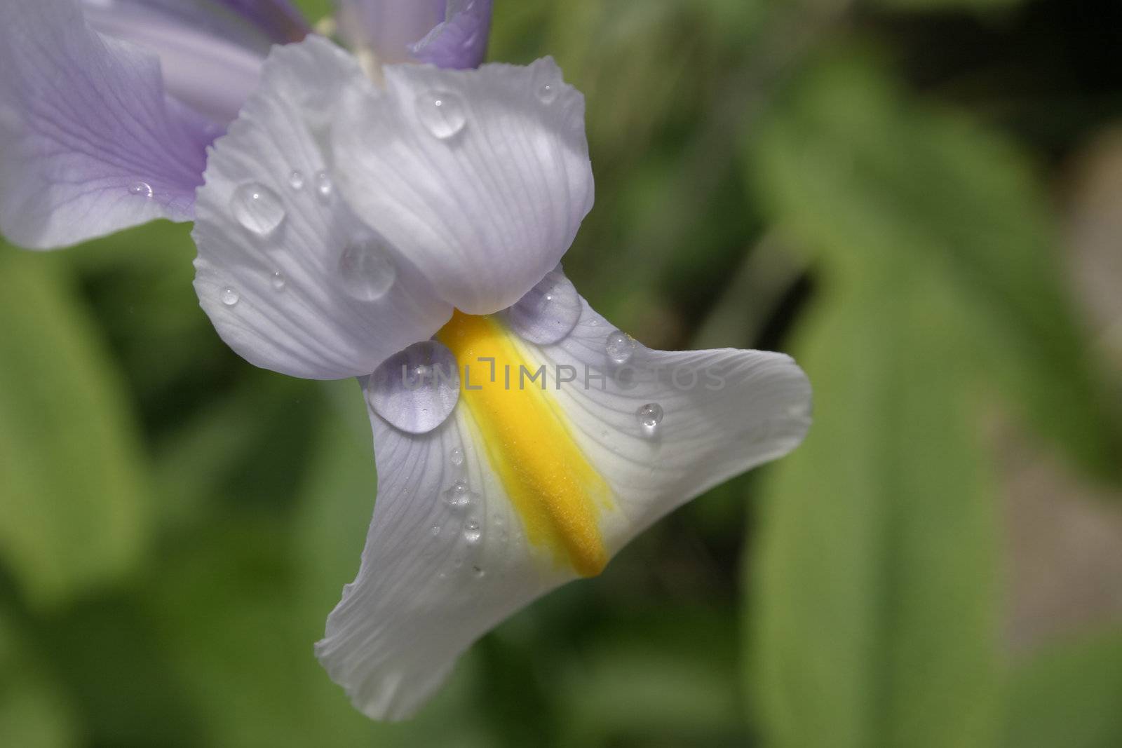 weeping iris after the rain