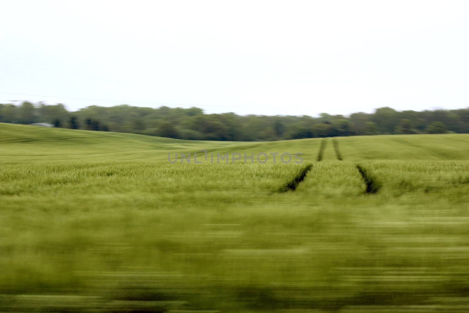 blurred wheat field as taken from a moving train