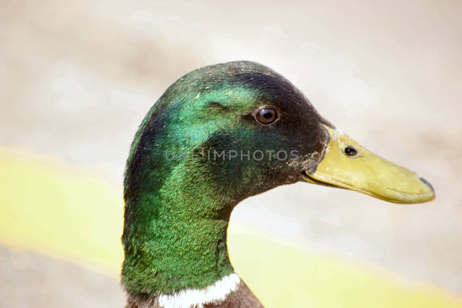 drake mallard ducks head