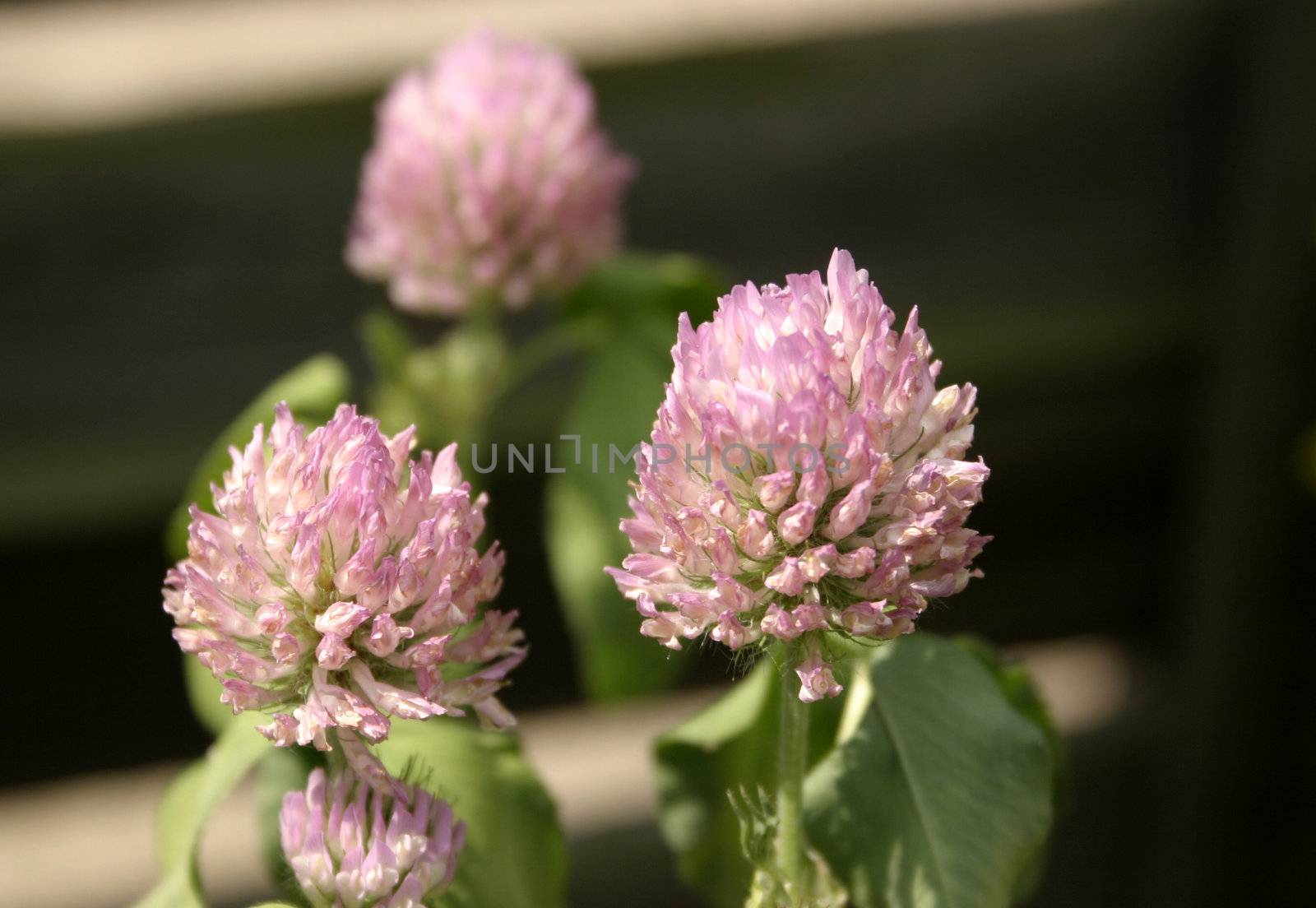 purple clover  by leafy