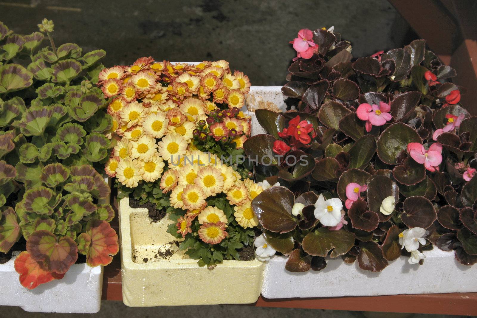young bedding plants by leafy