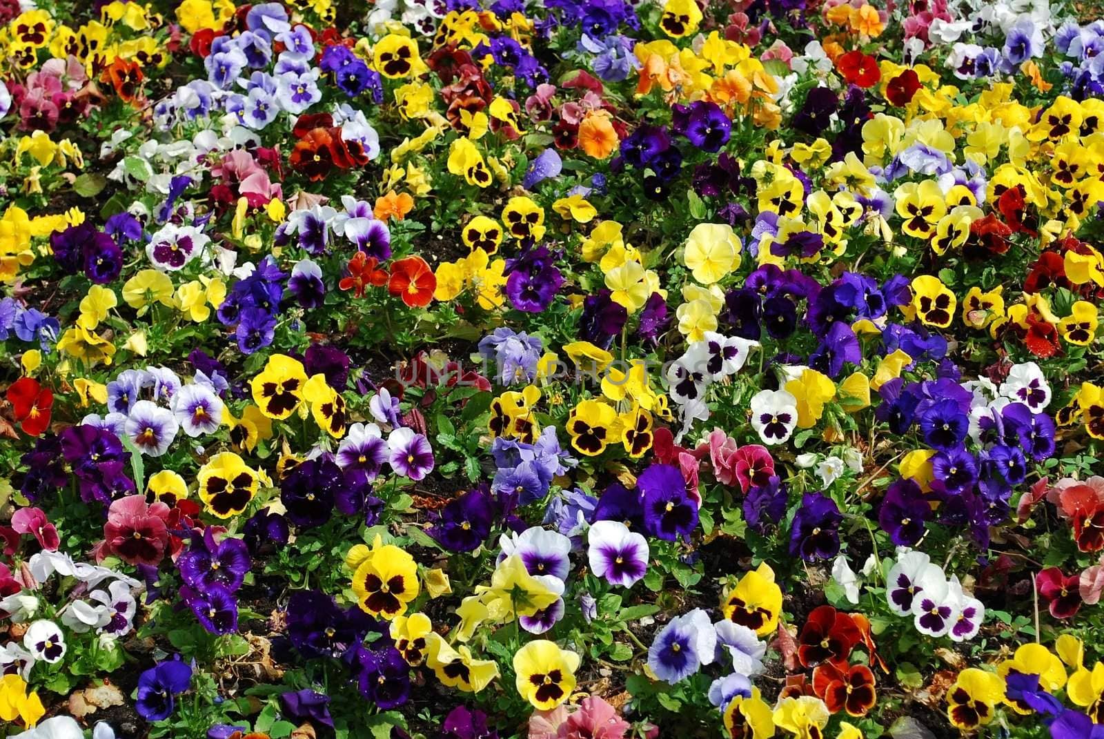 Colorful flower carpet in a park - pansies.