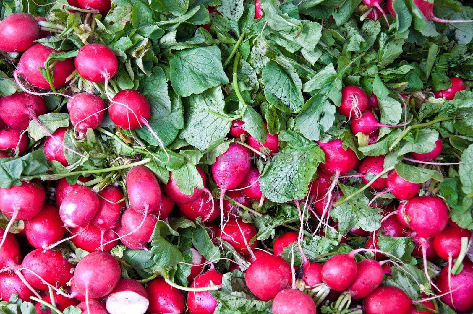 Bunches of Radishes for sale at Farmers Market