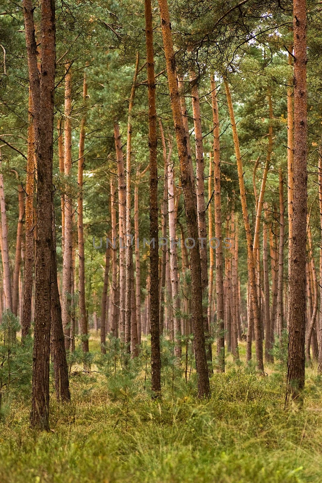 Forest of young and straight pine trees on sunny day in summer