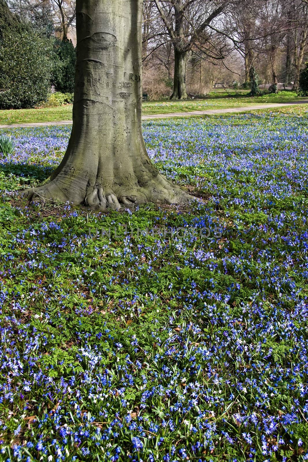 Blue flower tapestry under the trees in spring - vertical image