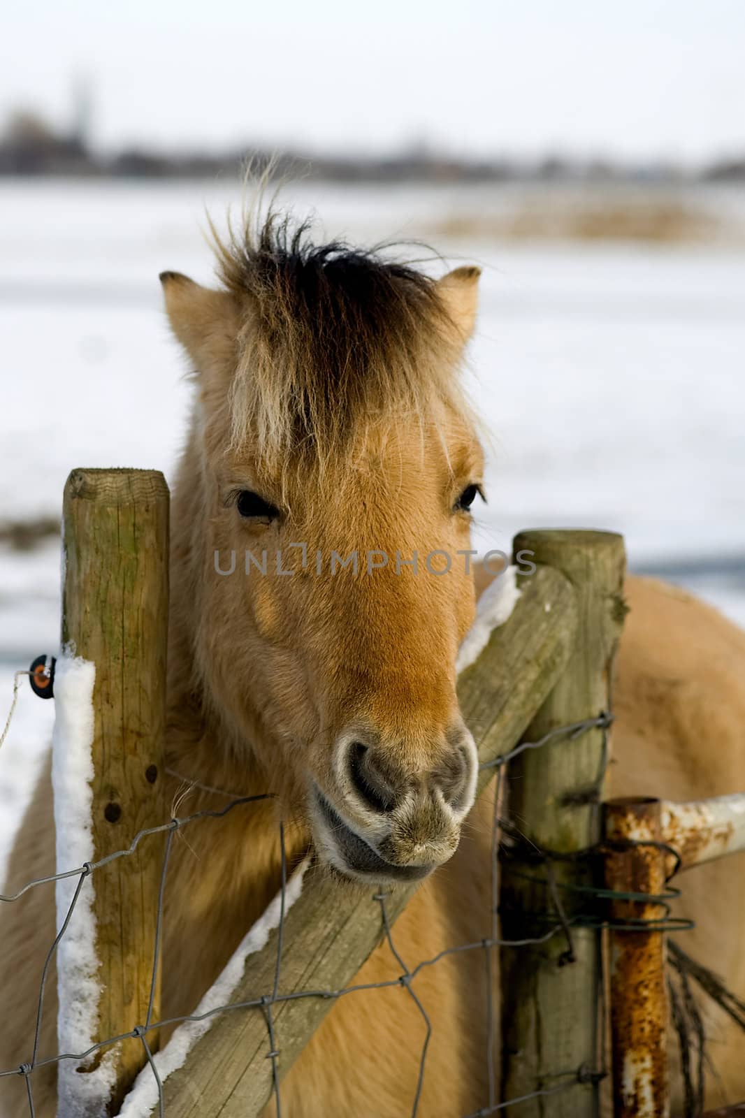 a horse by the fence on a sunny winterday
