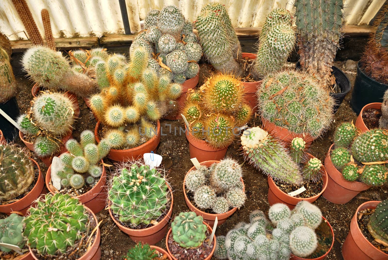 Group of various small cacti in a nursery.