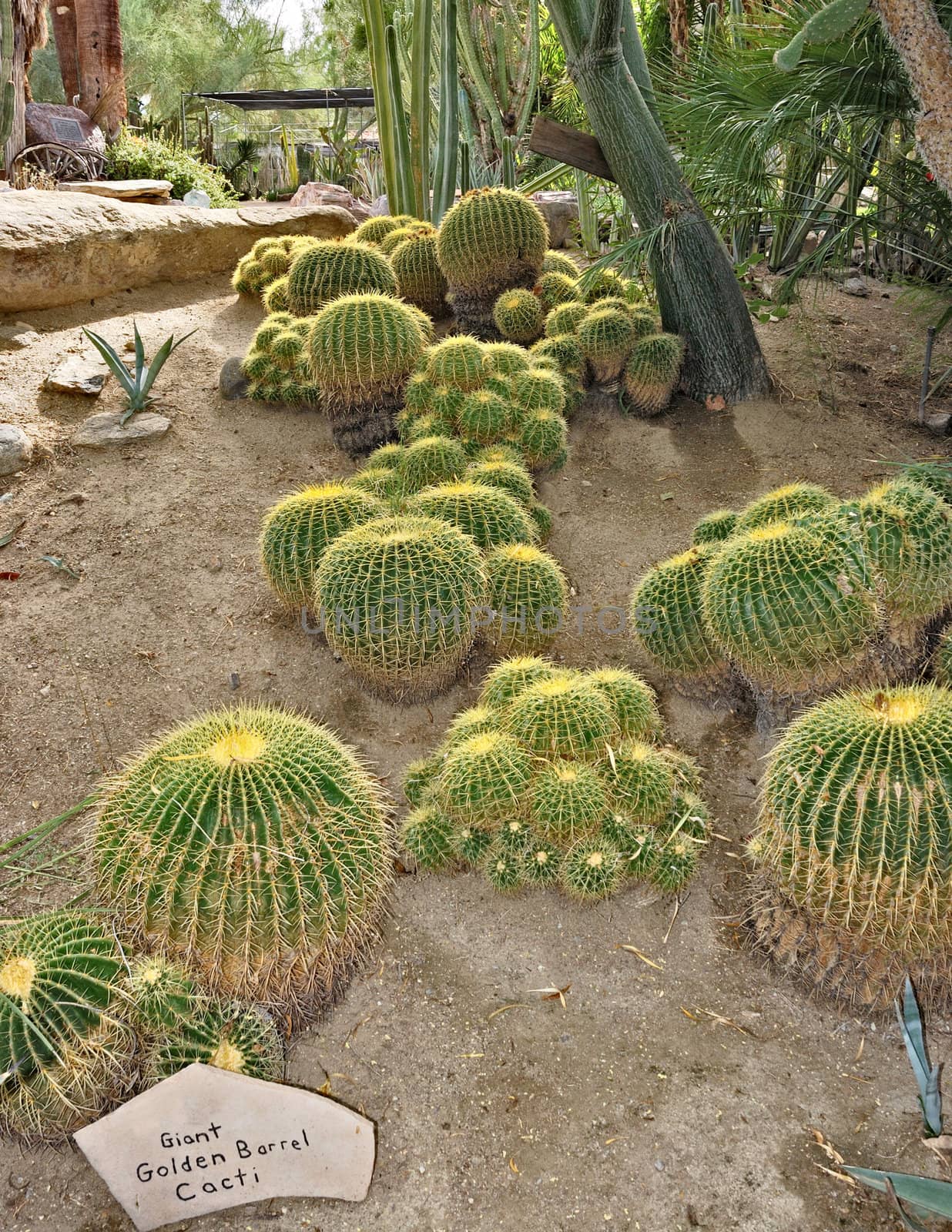 Group of giant golden barrel cacti on the hill.
