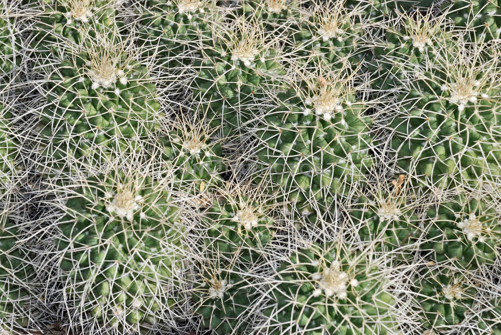 Close up of a cactus Mammillaria nejapensis