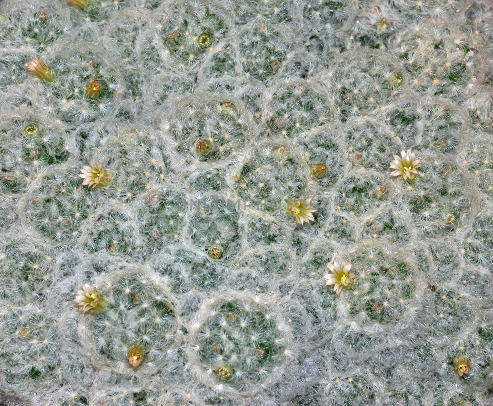 Close-up of a cactus Mammillaria plumosa in bloom. 