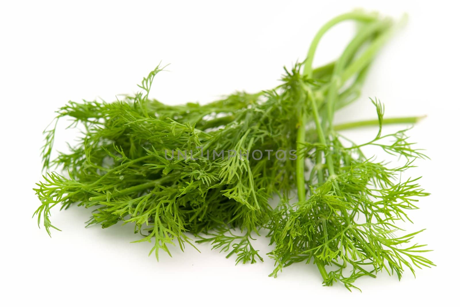 juicy green dill on a white background