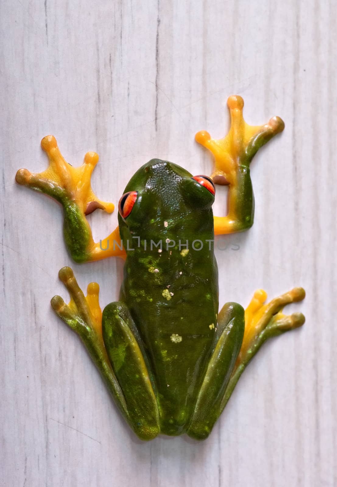 green tree frog litoria caerula on a wall 