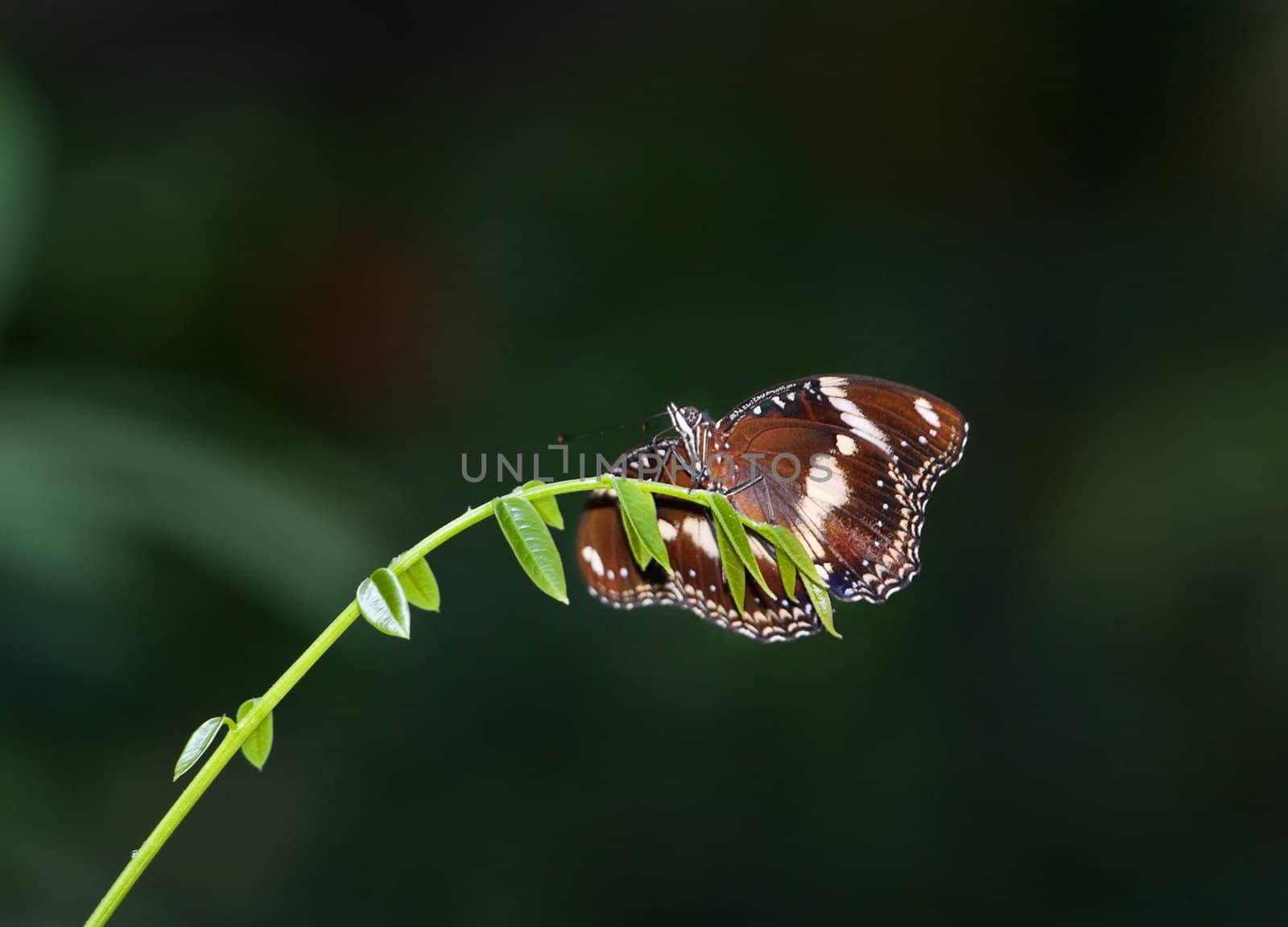 great image of a beautiful butterfly on the end of a branch