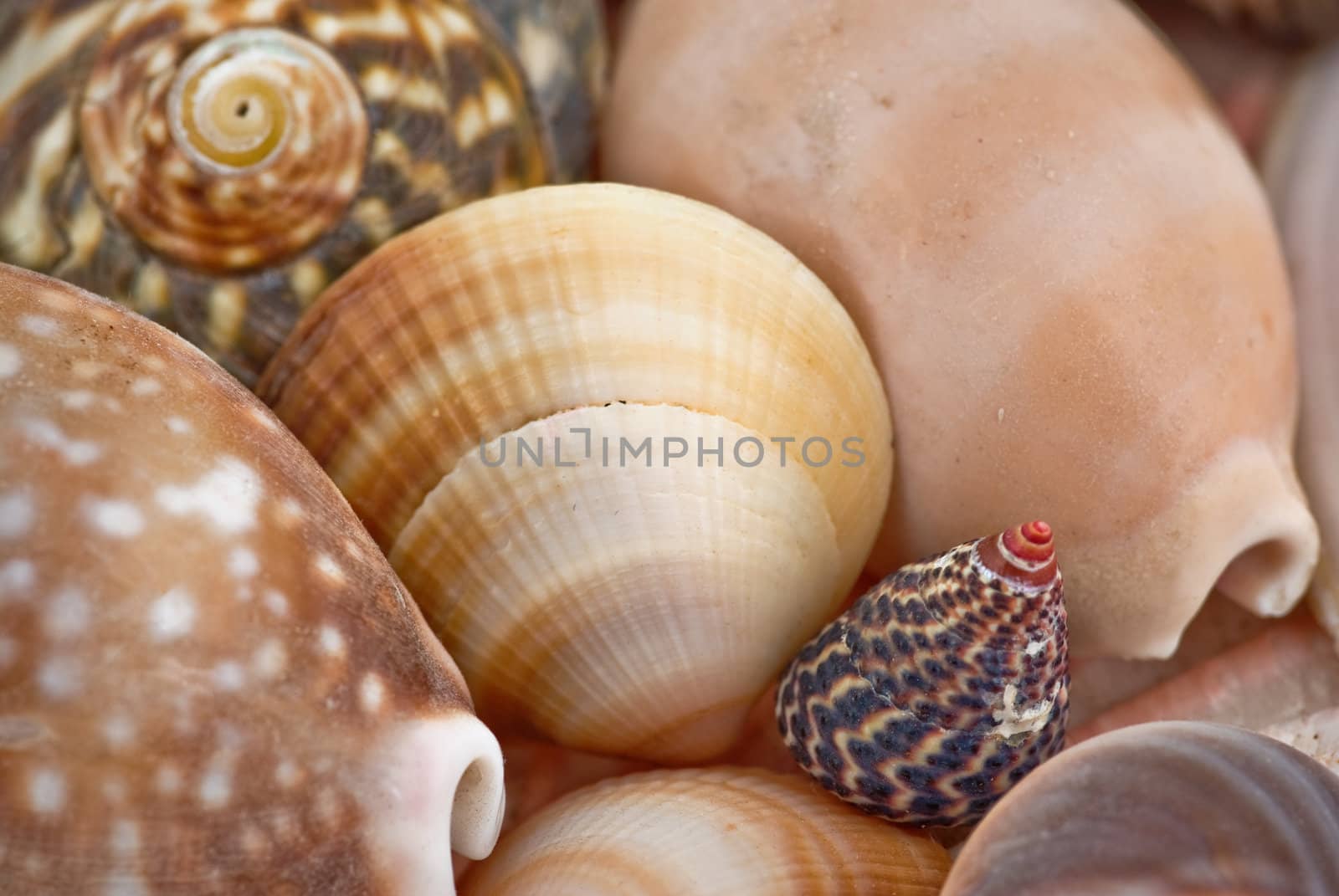 lots of diverse shells make a great background