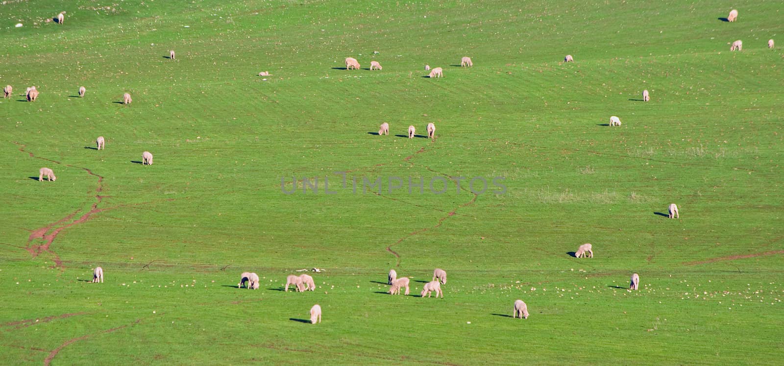 sheep in the field by clearviewstock