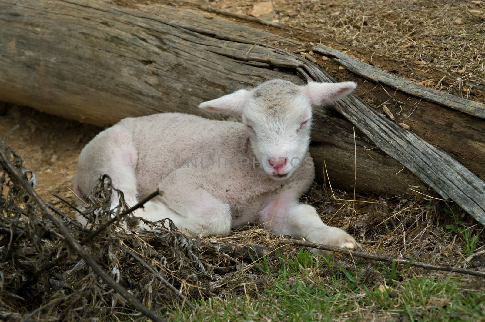 great image of a young lamb on the farm