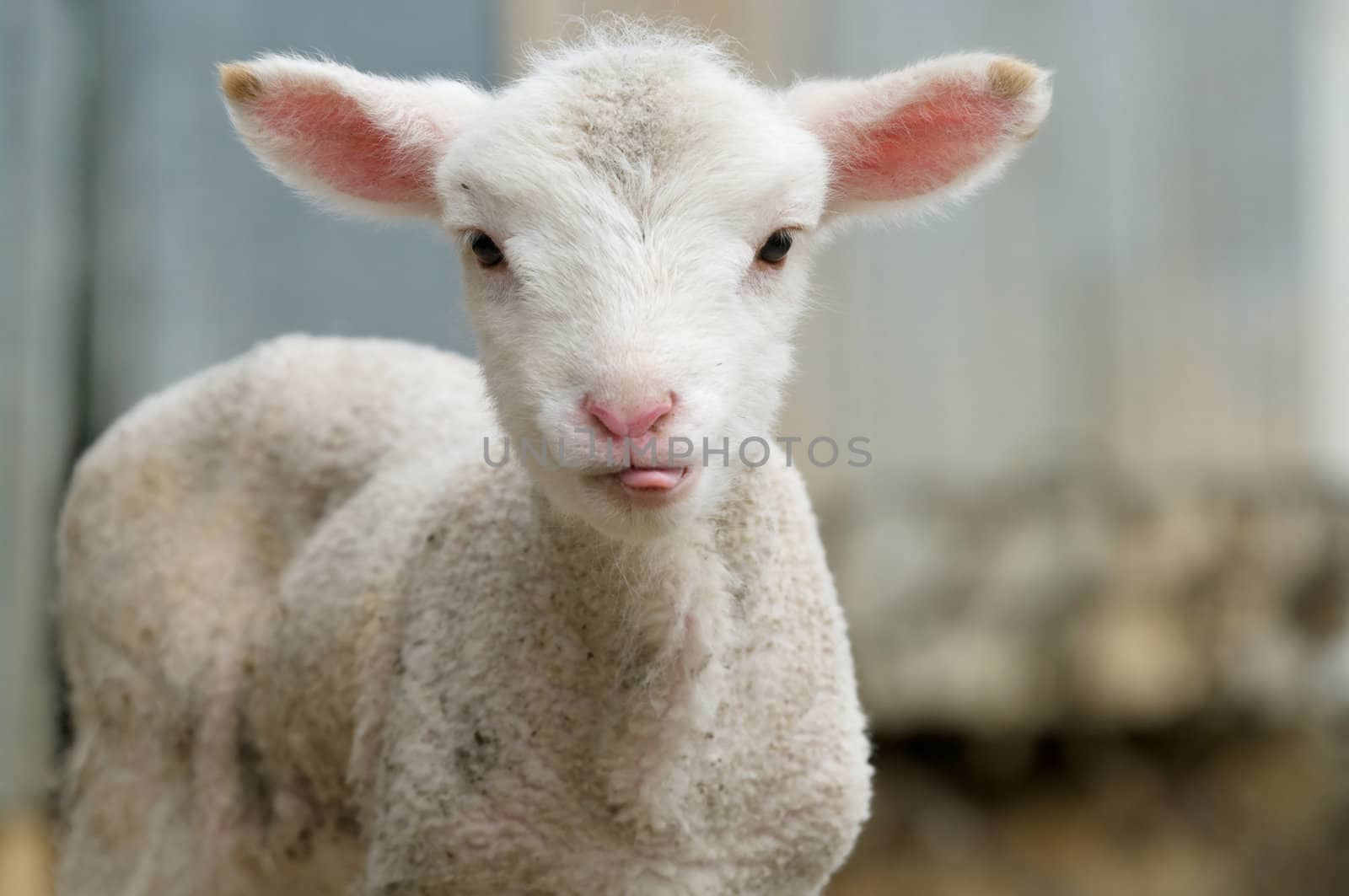 cute lamb on the farm sticking its tongue out
