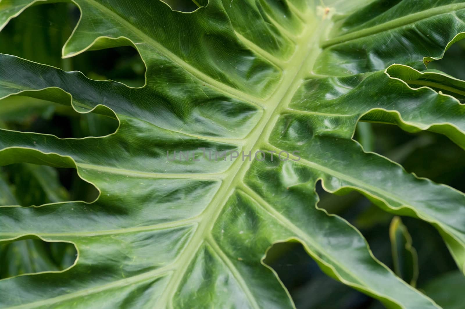 great image of a big green paml leaf