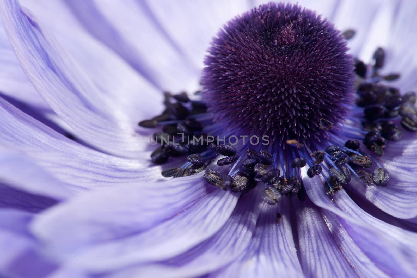 great image of a beautiful purple flower