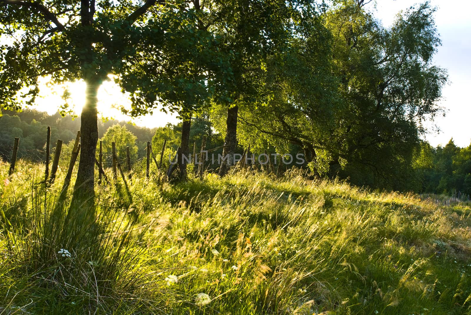 Trees on a meadow with evening sunlight that backlit the trees!