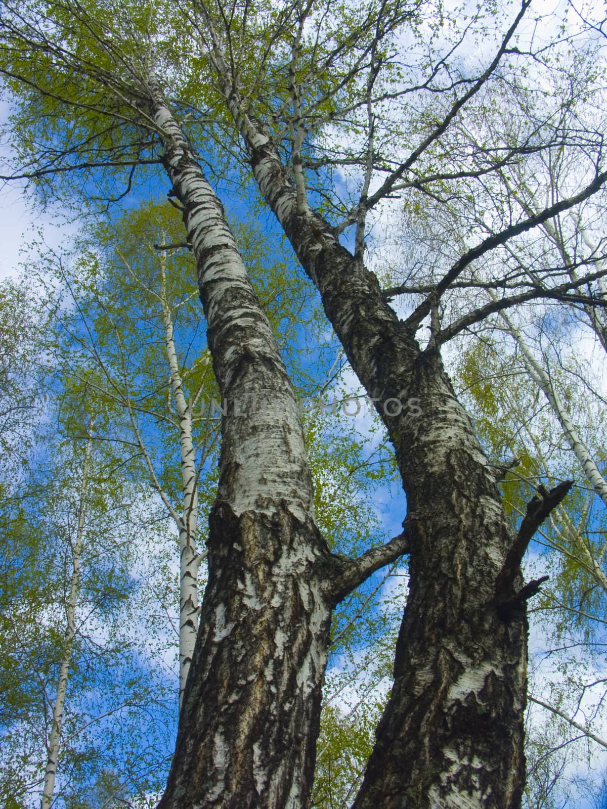 The spring sky through branches of a birch by soloir