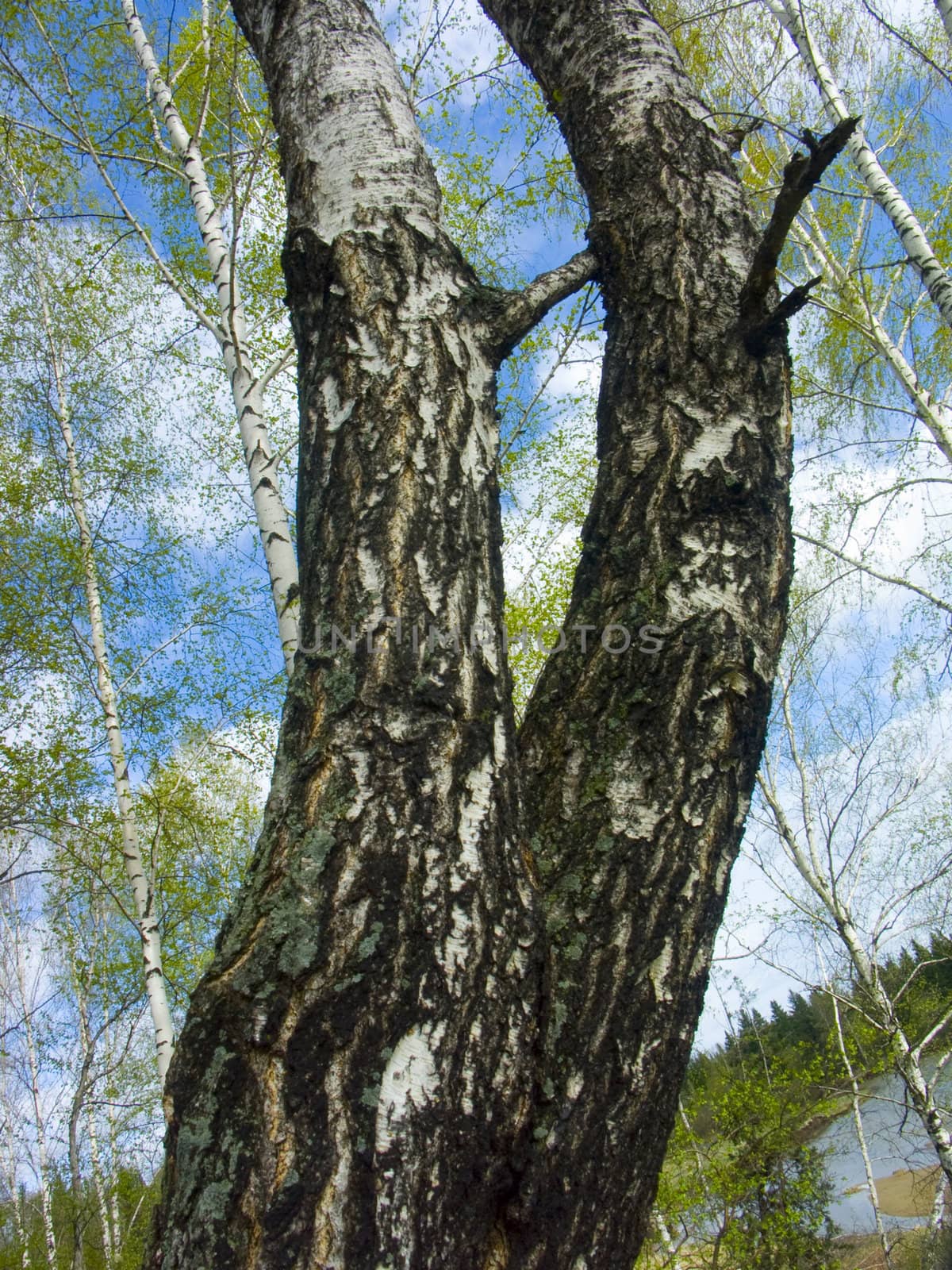 The spring sky through branches of a birch. by soloir