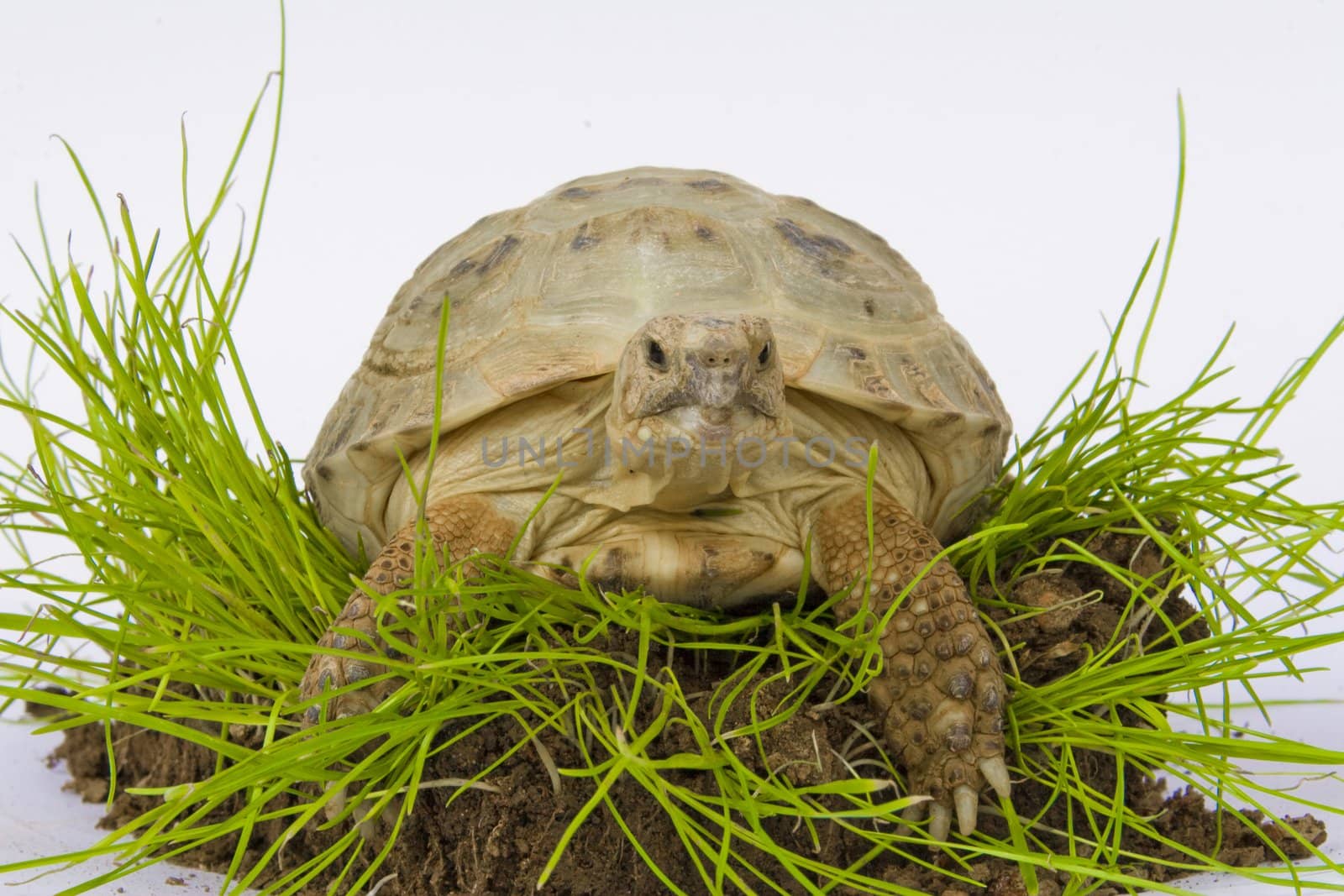 Turtle on a grass