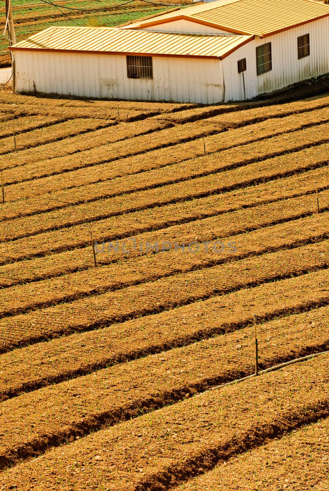 Yellow farm with house in field of country.