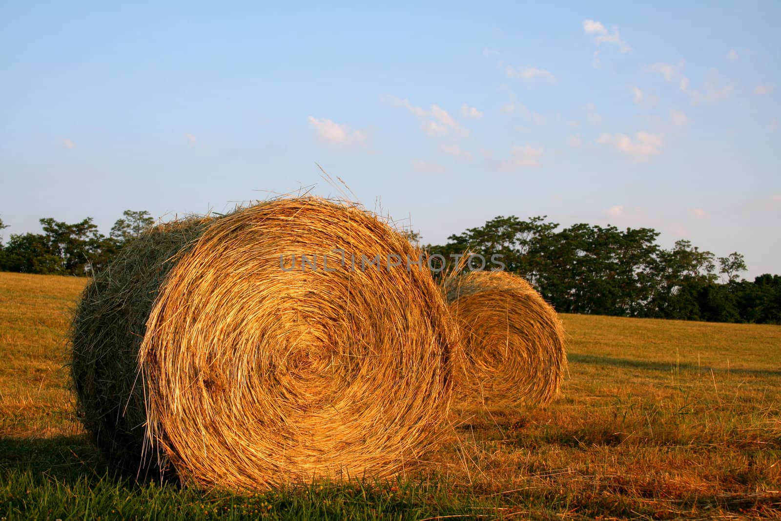 Hay bales on a late summers evening out in the country.