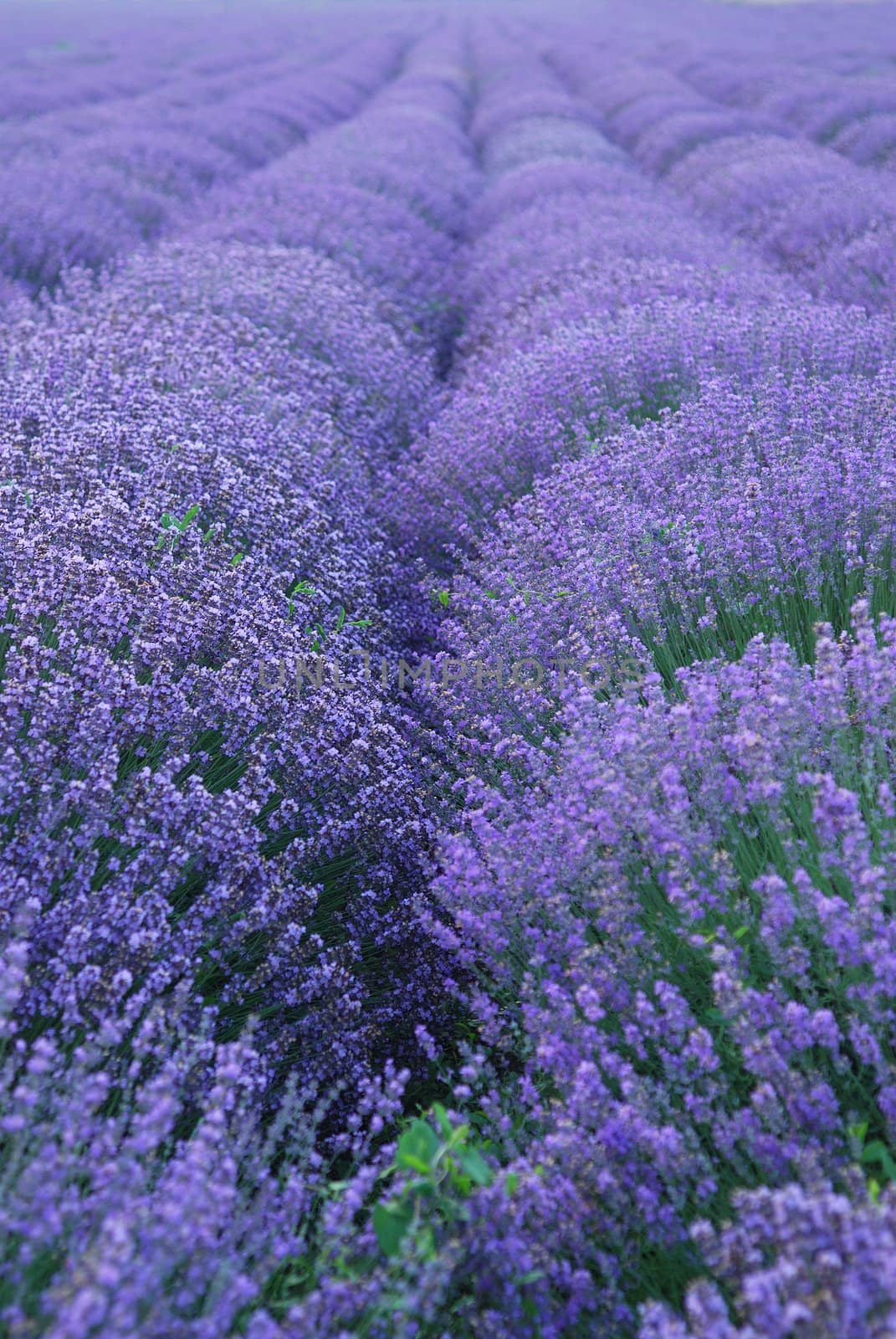 Color lavender field. herbal landscape of aromatic  plant
