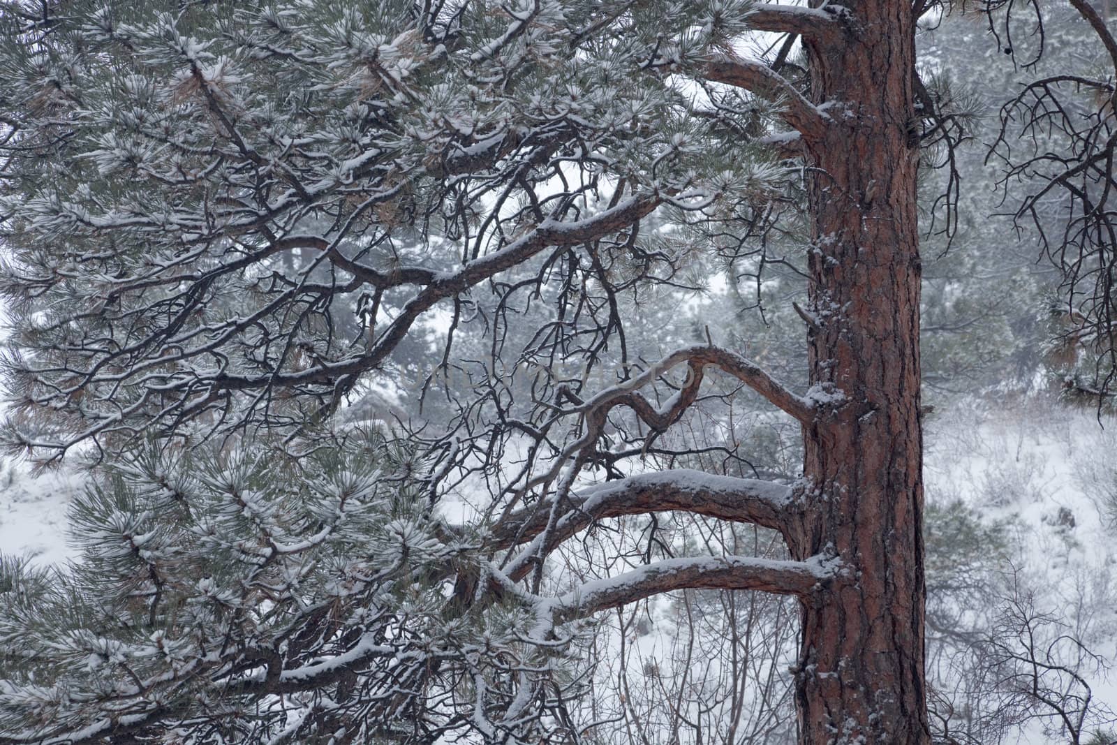 pine tree in falling snow - winter scenery background