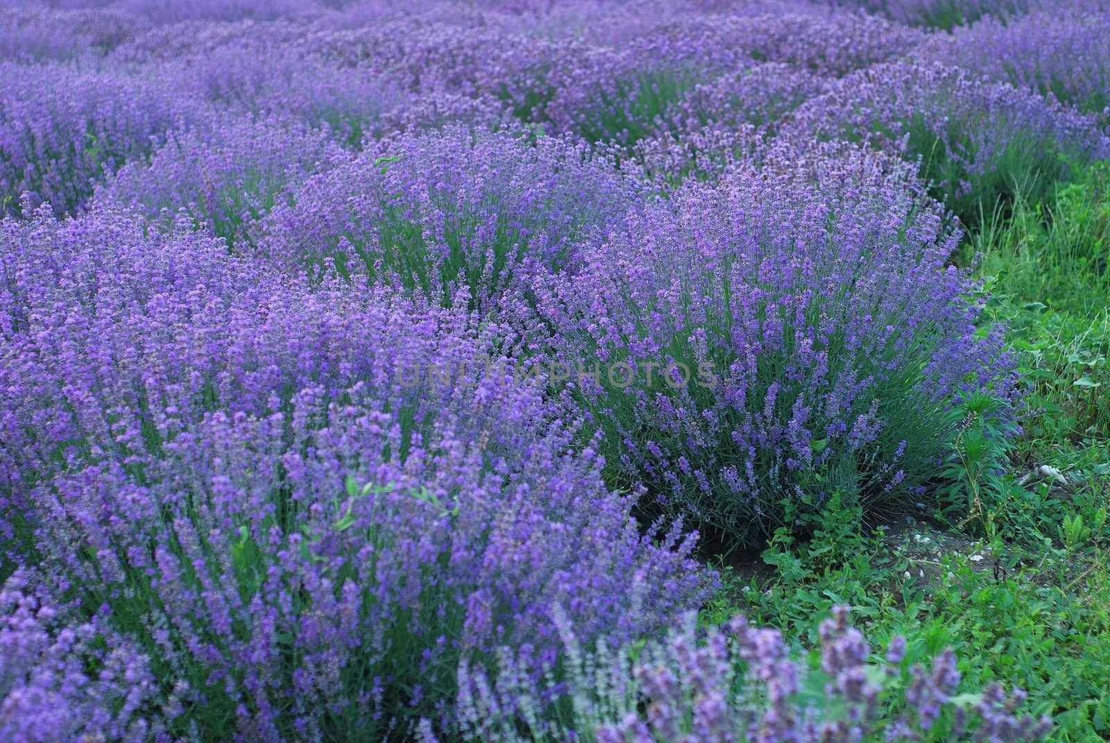  Aromatherapy landscape. Background of  violet lavender field