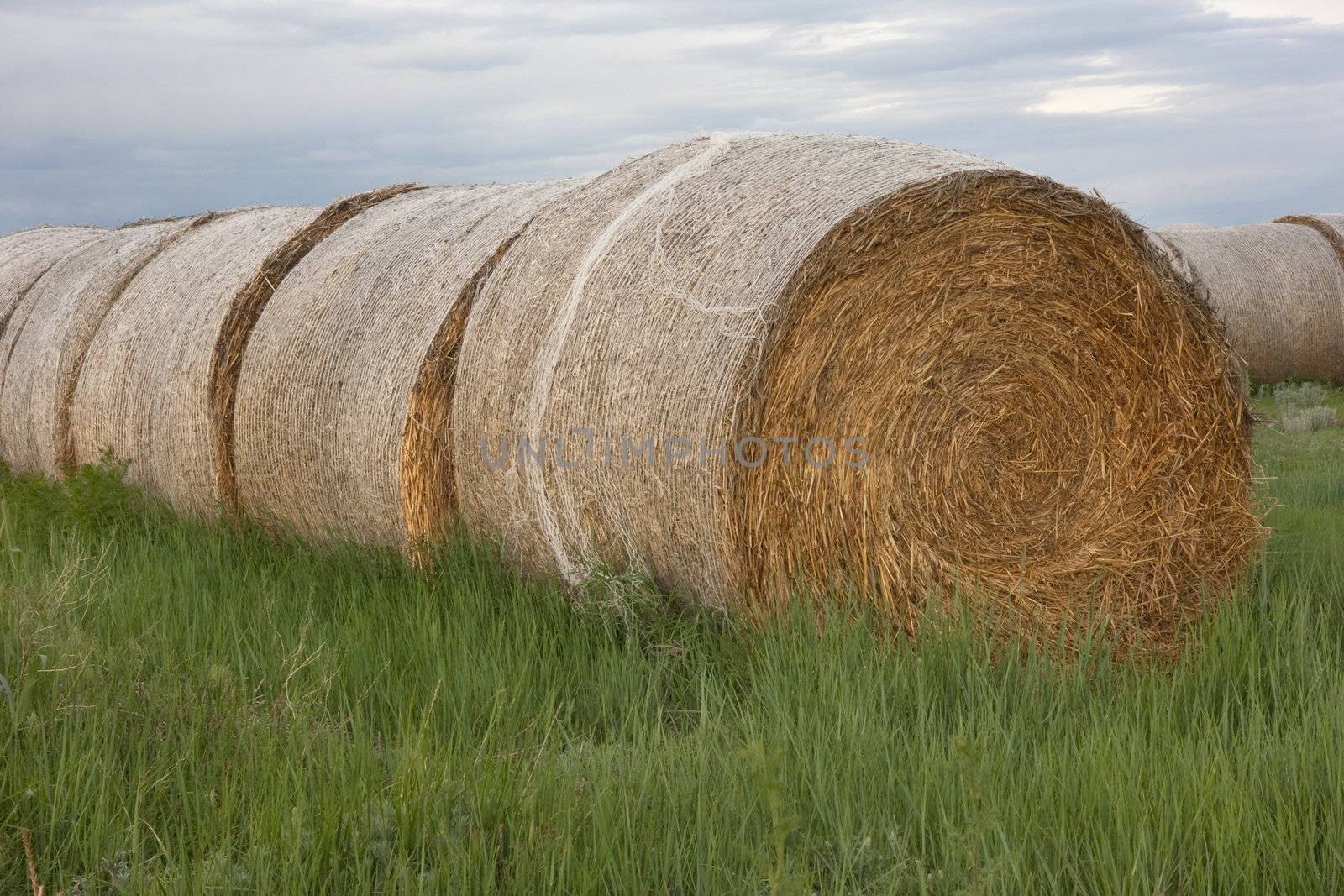 a row of round hay bales on a green meadow