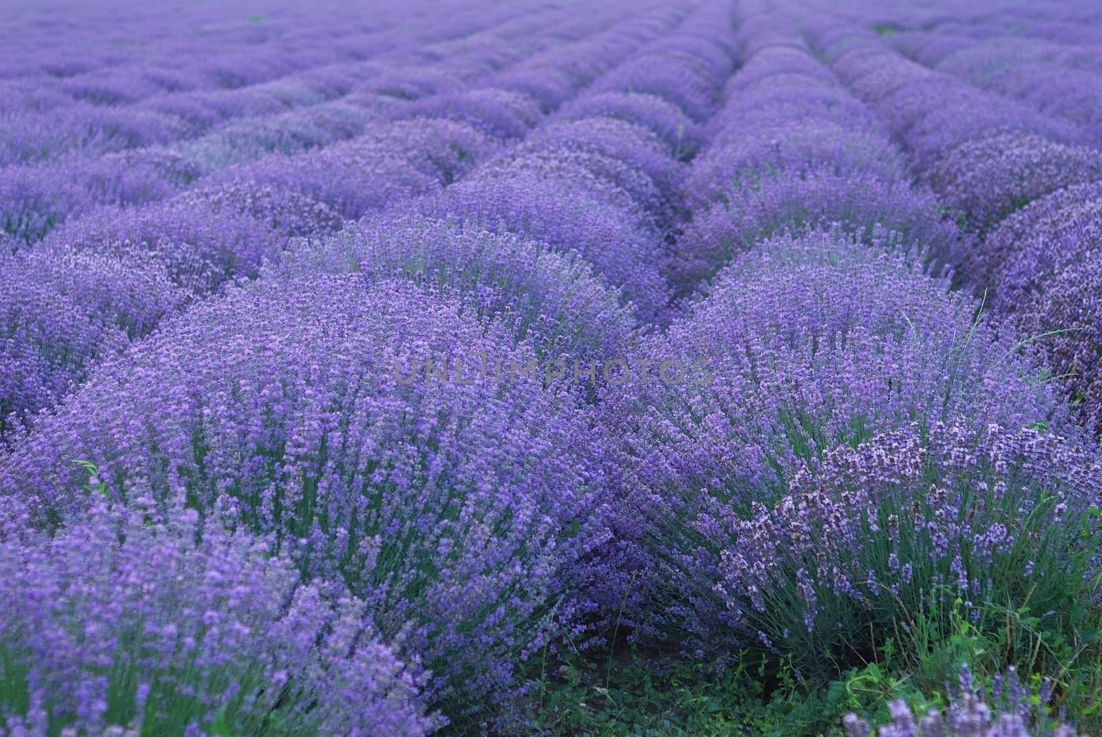 Color lavender field. Natural  and  herbal landscape