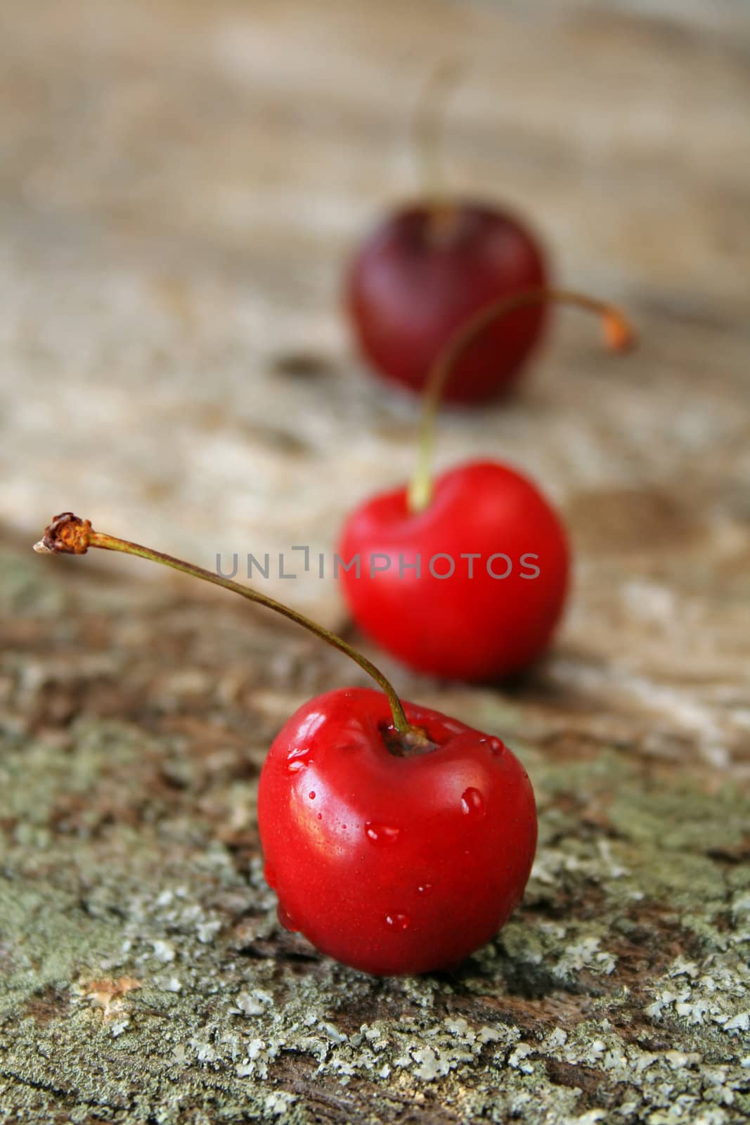 three ripe cherries lined up on a piece of wood.  Used a shallow DOF