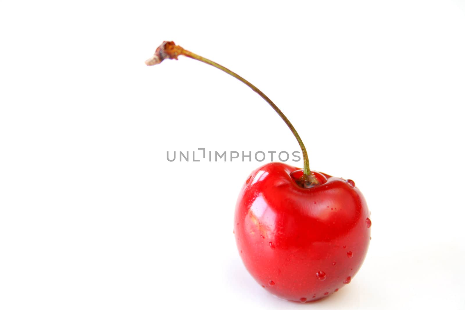 close up of a wet single cherry isolated on a white background.