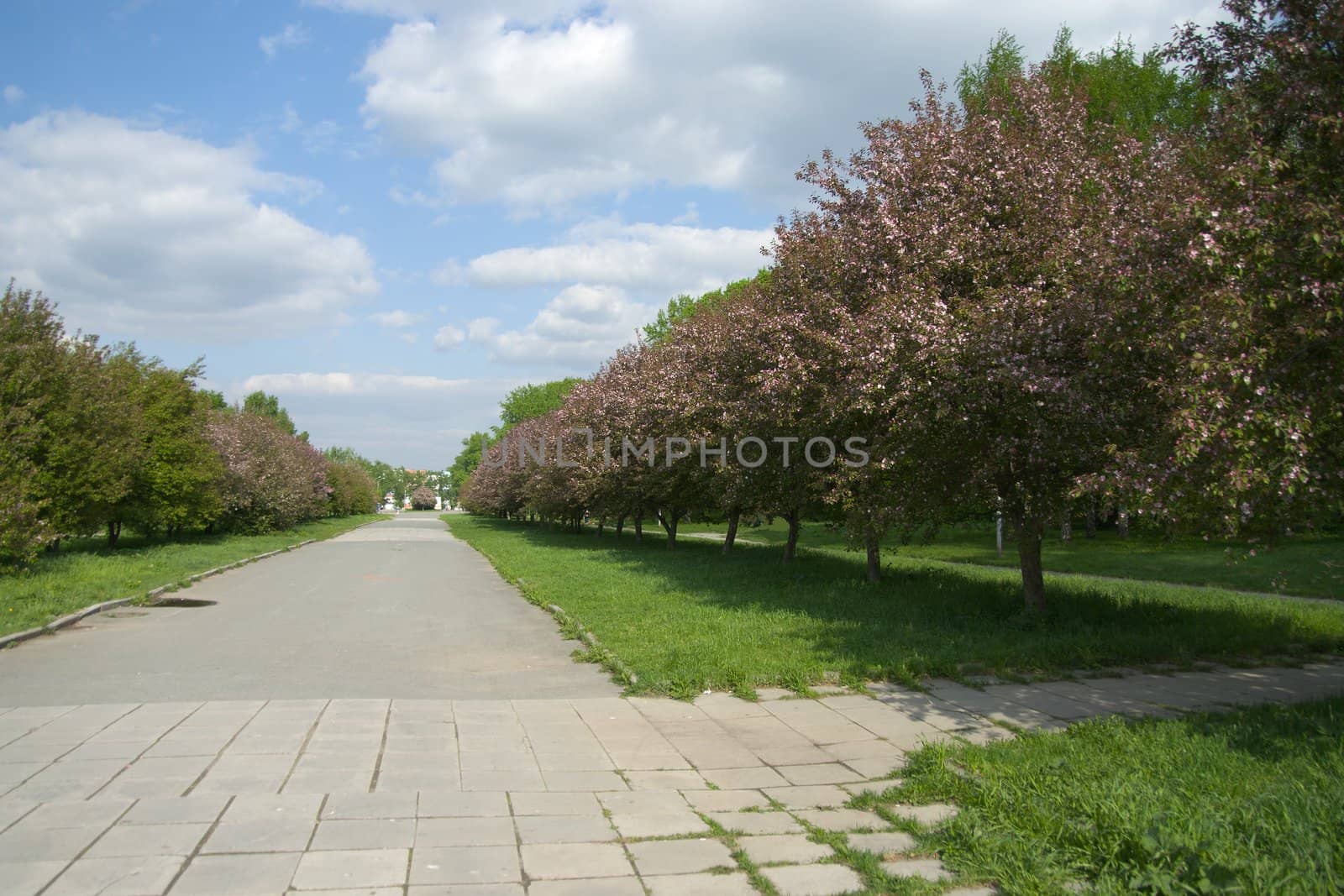 Apple-tree alley on a bright day